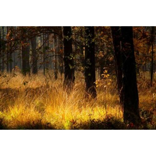 FB04 Bomen of bos op fotobehang - In bijna elk formaat