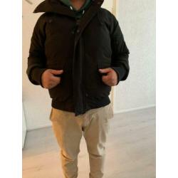 Canada goose