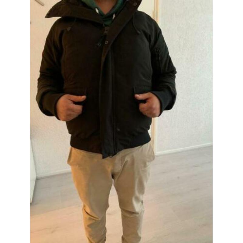Canada goose