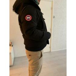 Canada goose