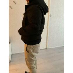 Canada goose