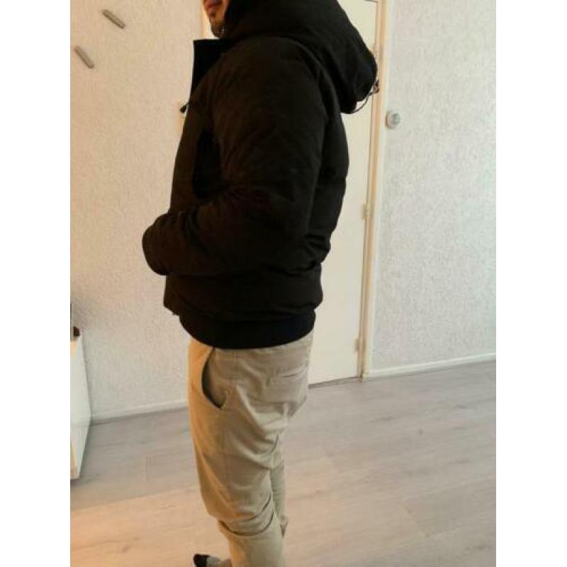 Canada goose