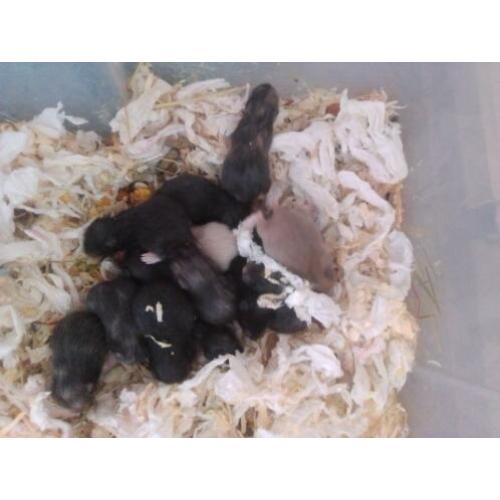 Super schattig baby Syrische hamsters / goudhamsters nestje!