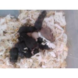 Super schattig baby Syrische hamsters / goudhamsters nestje!
