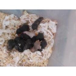 Super schattig baby Syrische hamsters / goudhamsters nestje!