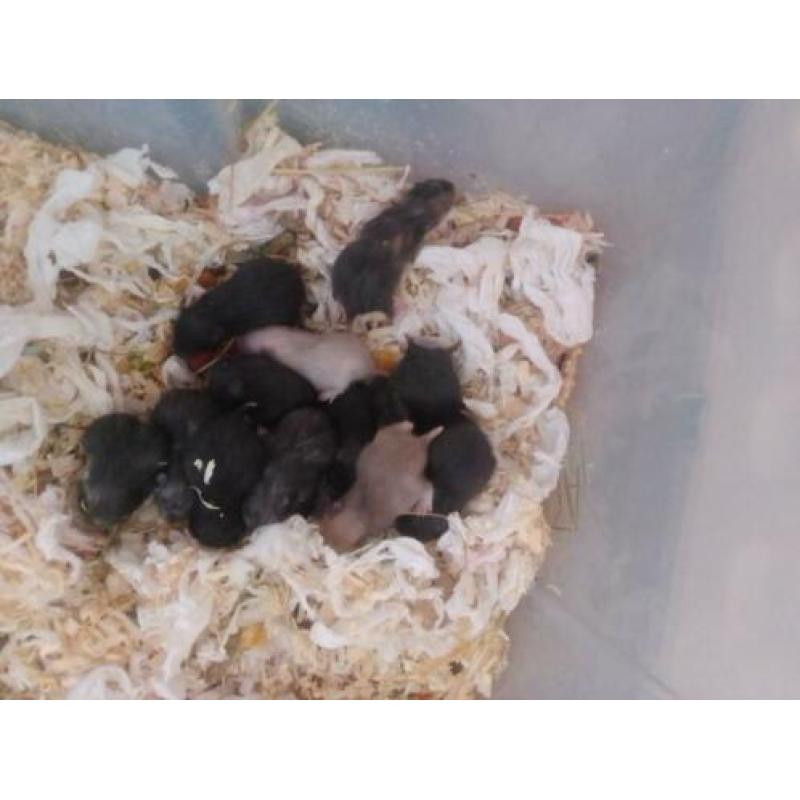 Super schattig baby Syrische hamsters / goudhamsters nestje!