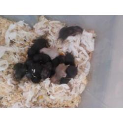 Super schattig baby Syrische hamsters / goudhamsters nestje!