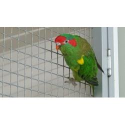 Muskus lori