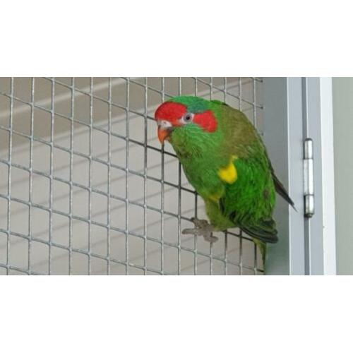 Muskus lori