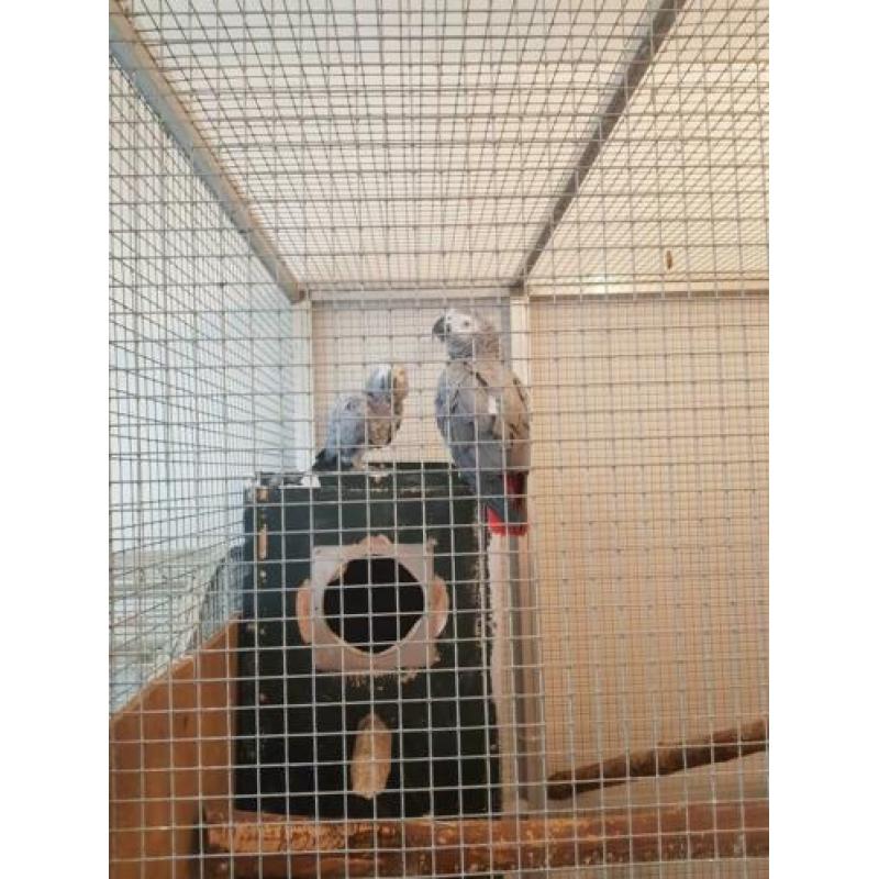 Tekoop koppel grijze roodstaarten papegaaien p0p is van  200