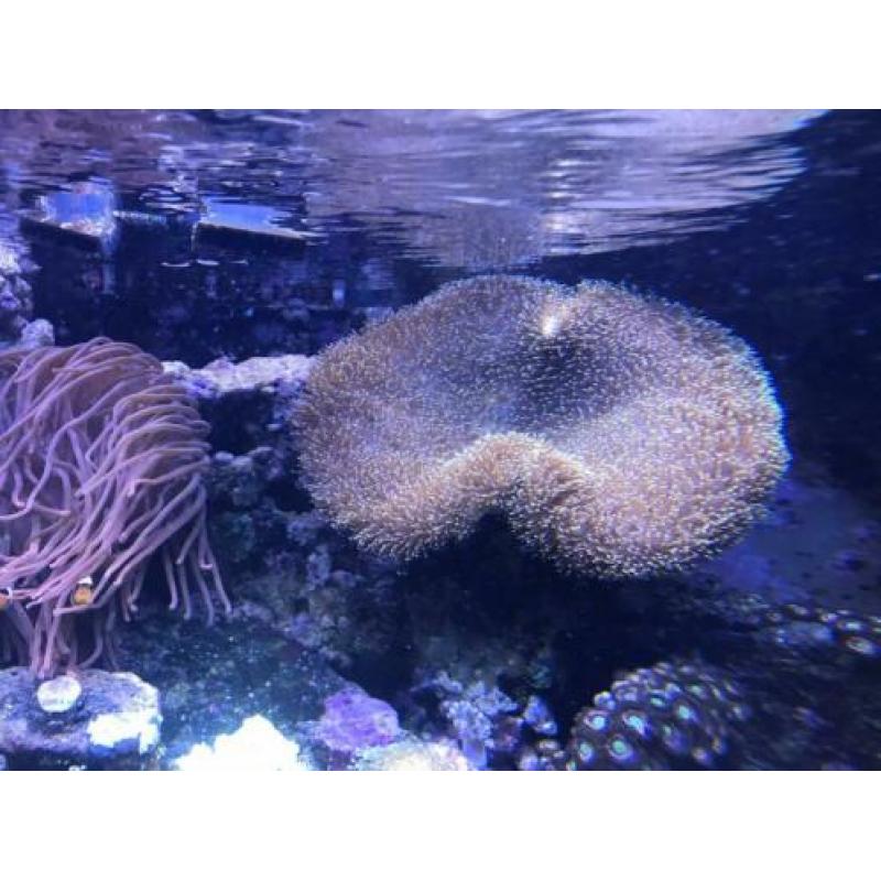 Paddestoelen zeewater