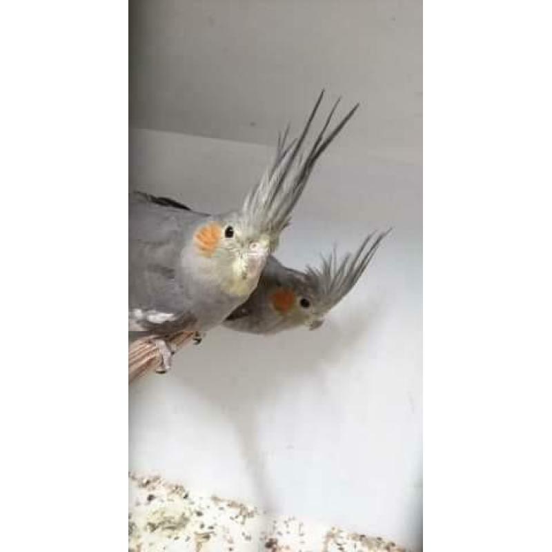 2 koppels wildkleur valkparkieten