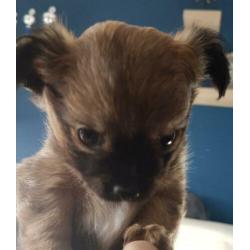 Chihuahua pup