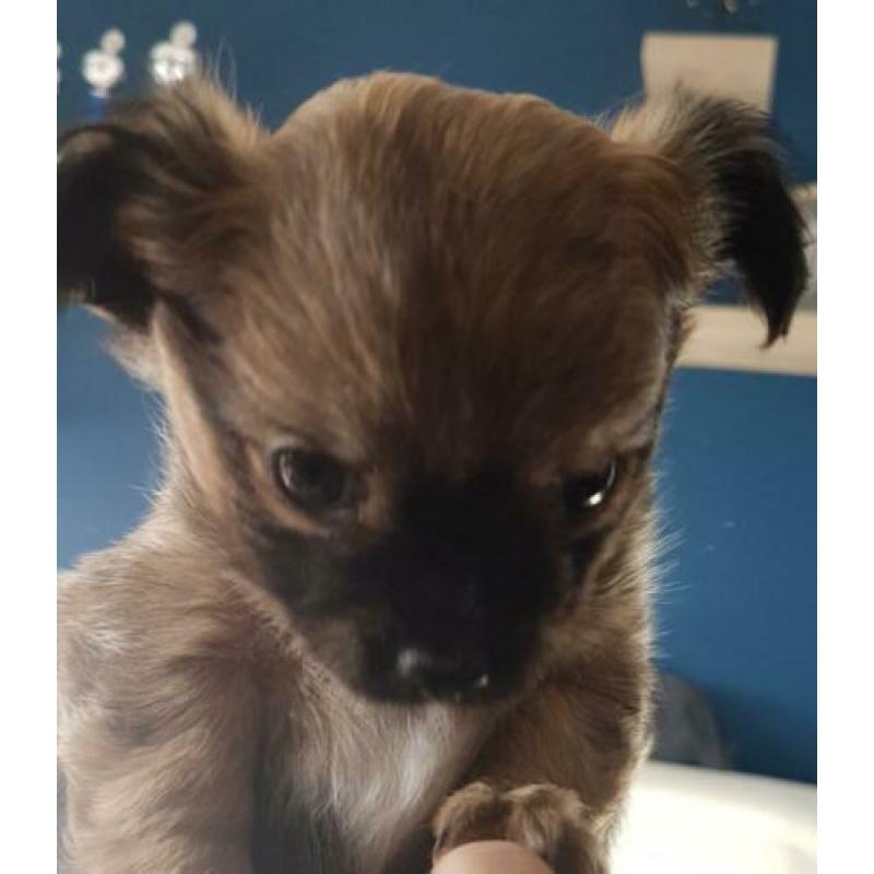 Chihuahua pup