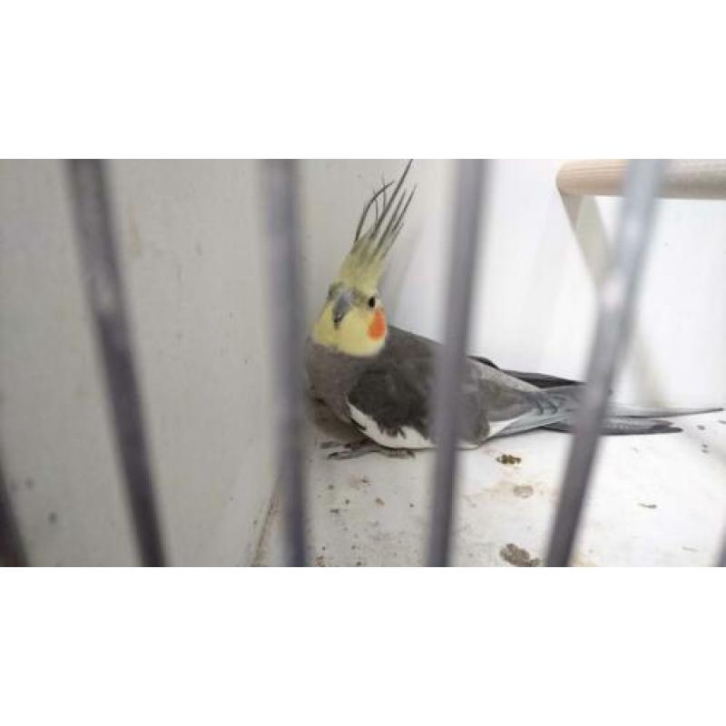 2 koppels wildkleur valkparkieten