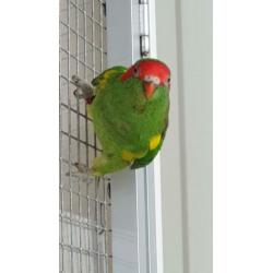 Muskus lori