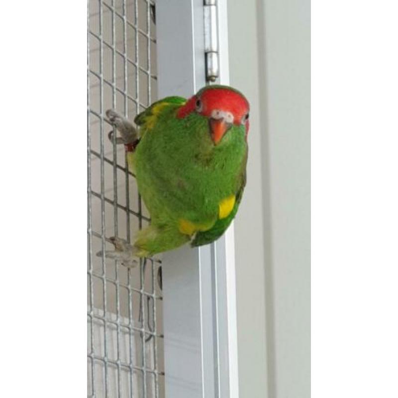 Muskus lori