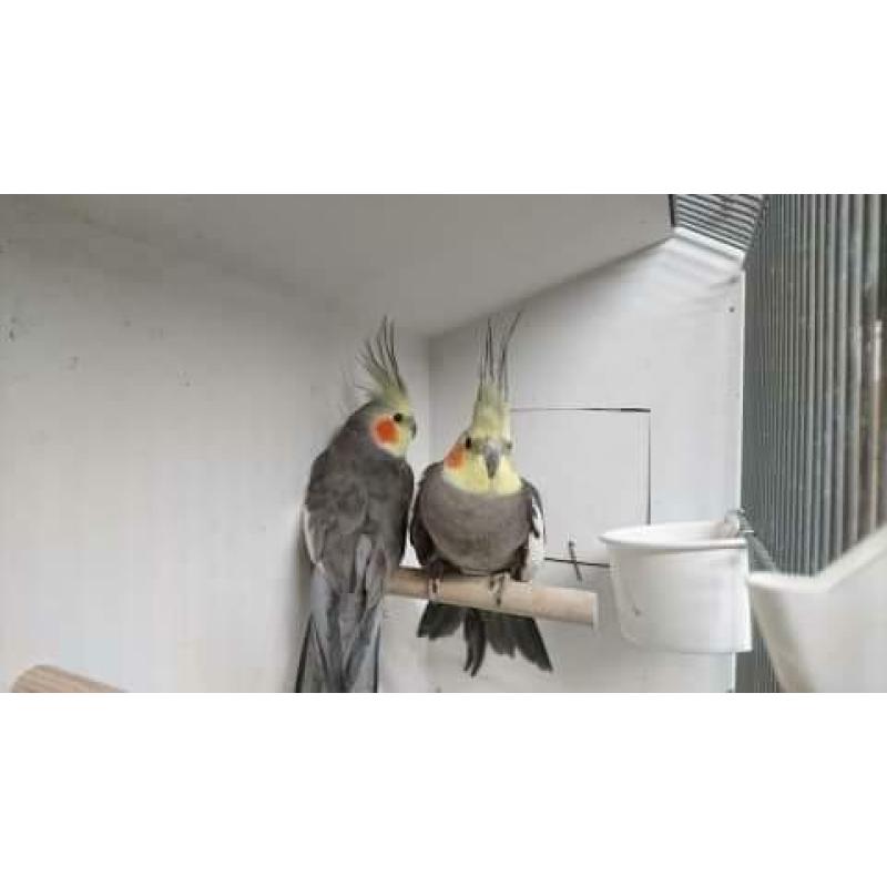 2 koppels wildkleur valkparkieten