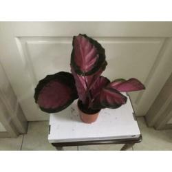 Calathea Picturata Crimson