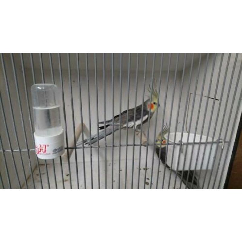 2 koppels wildkleur valkparkieten