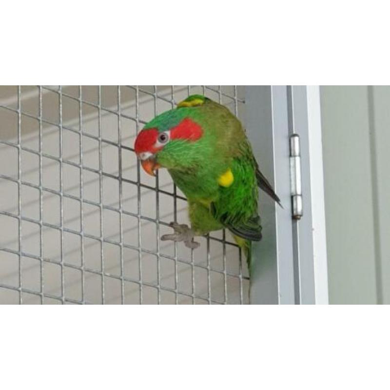 Muskus lori