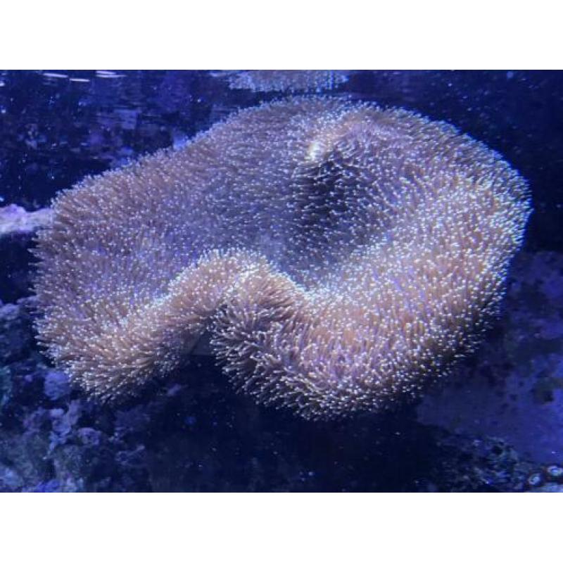 Paddestoelen zeewater