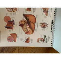 Anatomische anatomische kaart