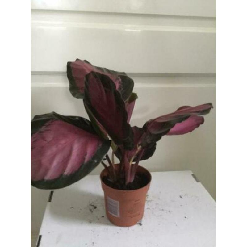 Calathea Picturata Crimson