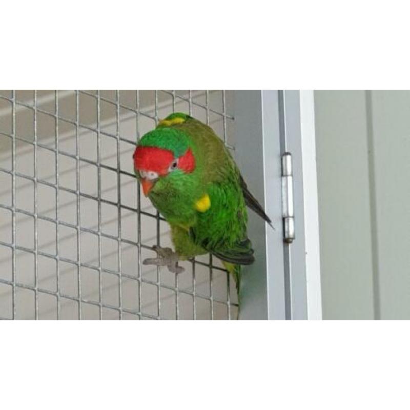 Muskus lori