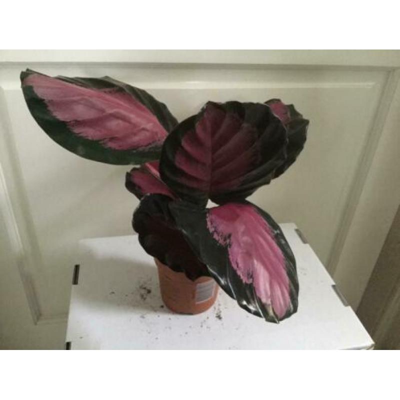 Calathea Picturata Crimson