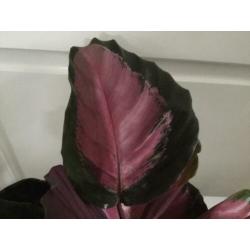 Calathea Picturata Crimson