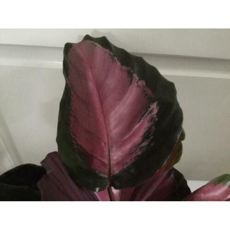 Calathea Picturata Crimson