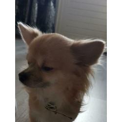 Chihuahua pup