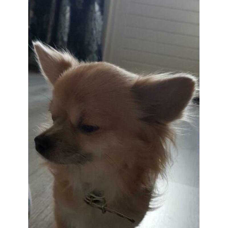 Chihuahua pup