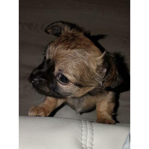 Chihuahua pup
