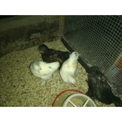 Brahma's te koop