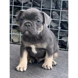 blue tan franse bulldog pups met stamboom