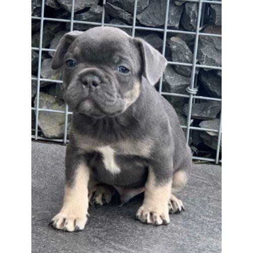blue tan franse bulldog pups met stamboom