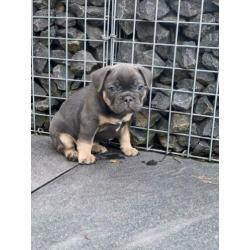 blue tan franse bulldog pups met stamboom