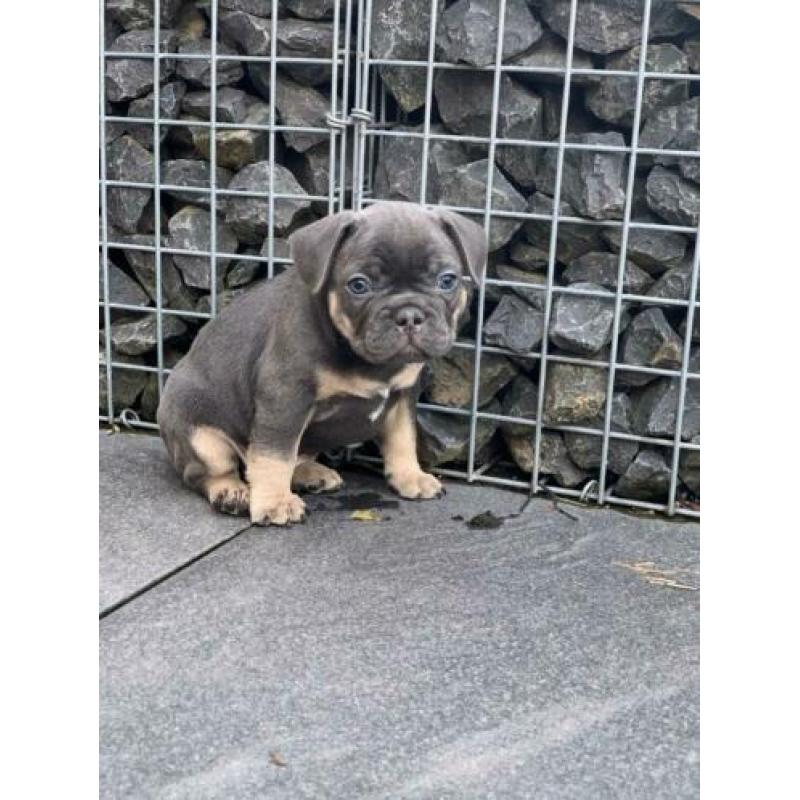 blue tan franse bulldog pups met stamboom