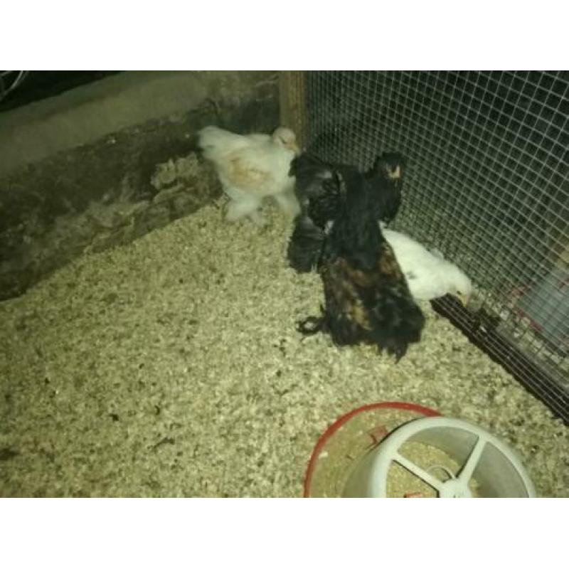Brahma's te koop