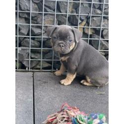 blue tan franse bulldog pups met stamboom