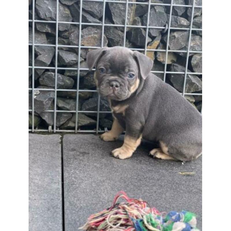 blue tan franse bulldog pups met stamboom