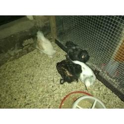 Brahma's te koop