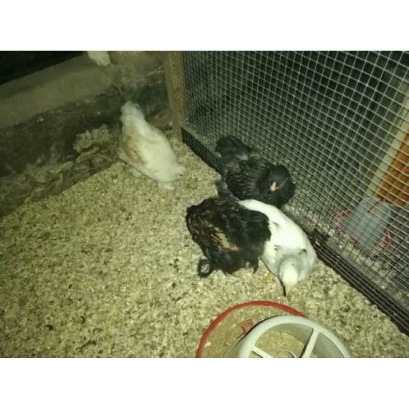 Brahma's te koop