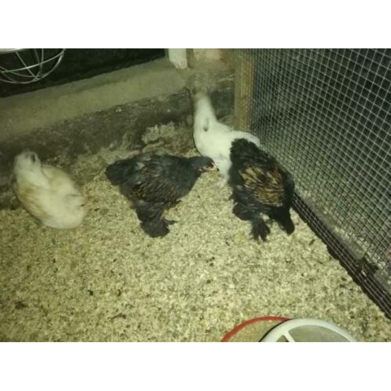 Brahma's te koop