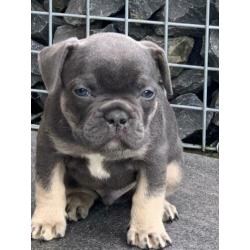 blue tan franse bulldog pups met stamboom
