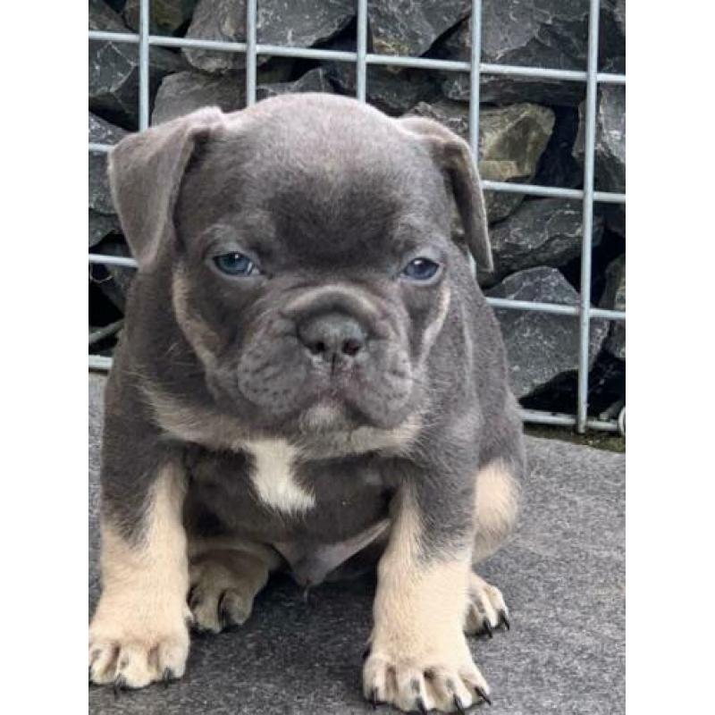blue tan franse bulldog pups met stamboom