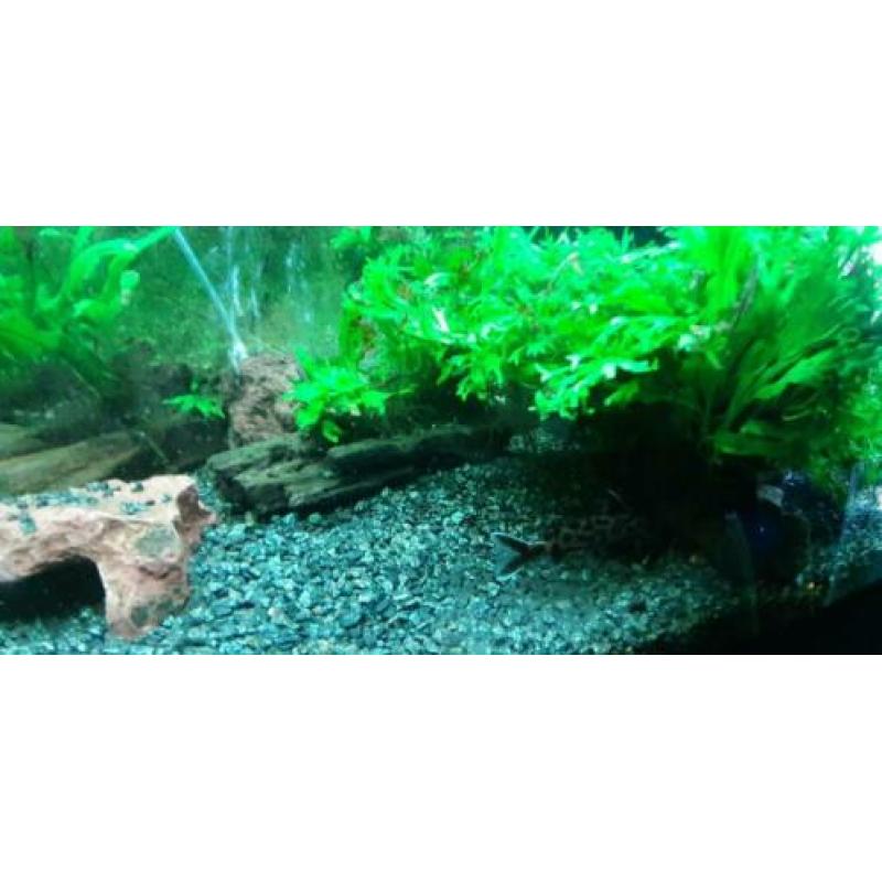 Juwel Aquarium Lido 120 compleet