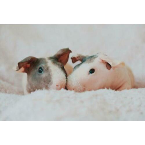 Skinny cavia beertjes (choco-dalmatiër) eventueel met kooi!